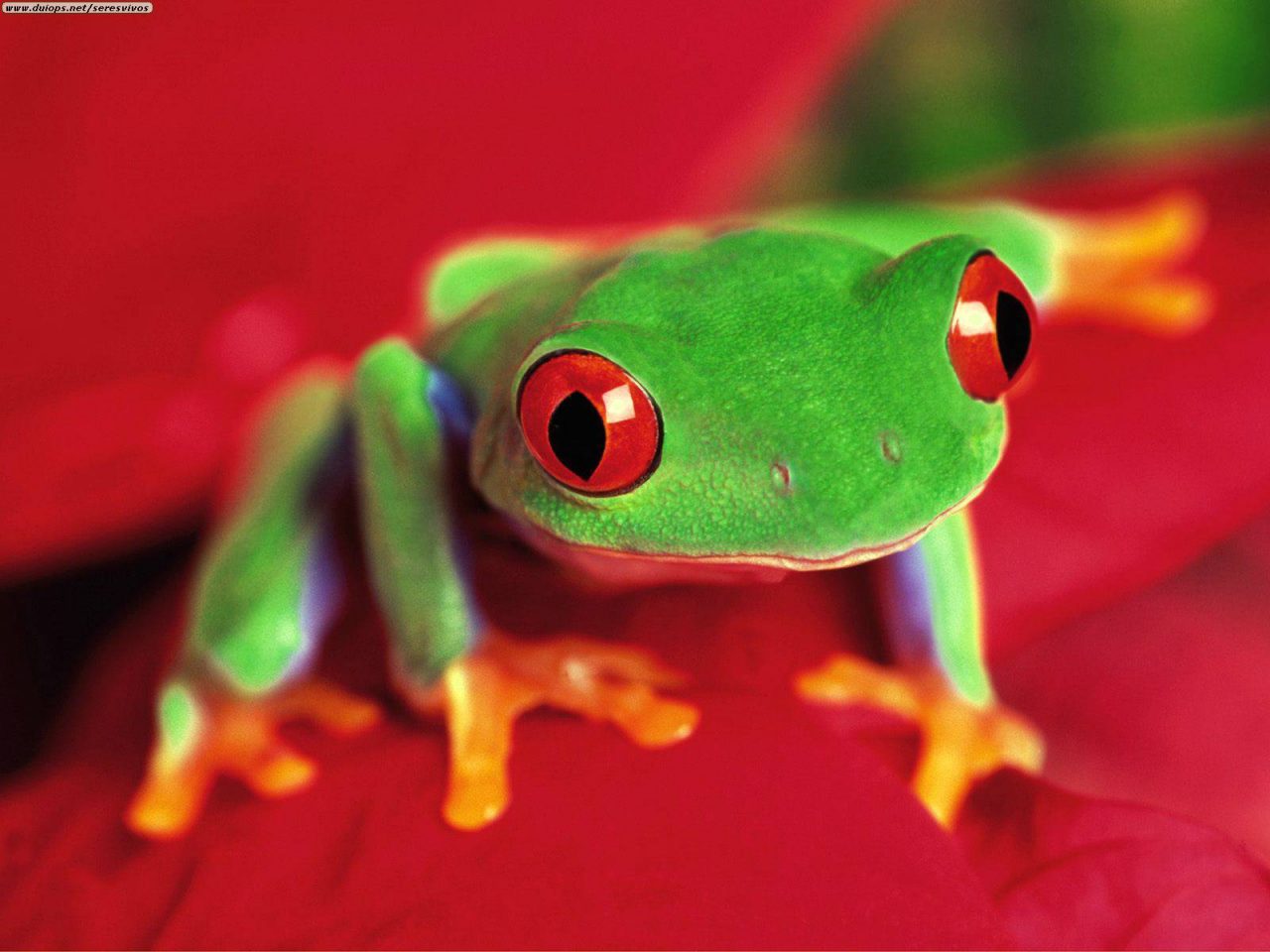 tree-frog-amazonas-ecuador