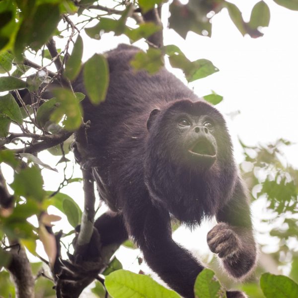 howler monkey Pantanal