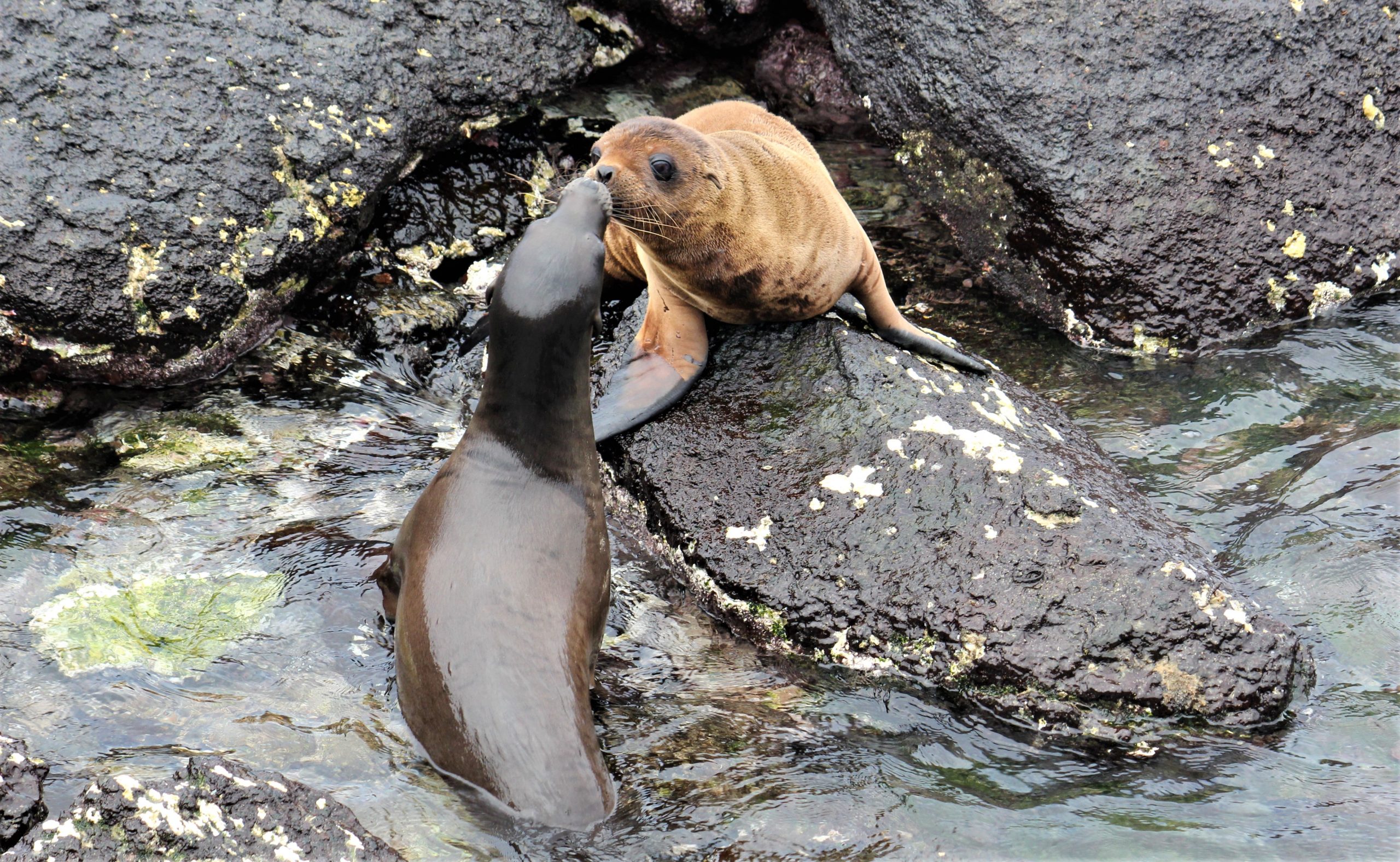 Baby Sea Lion Travel Just 4U