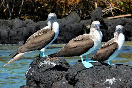 Galapagos Vannesa