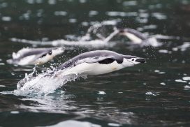 Chinstrap penguin explodes out of water near Brown Bluff, Antarctic