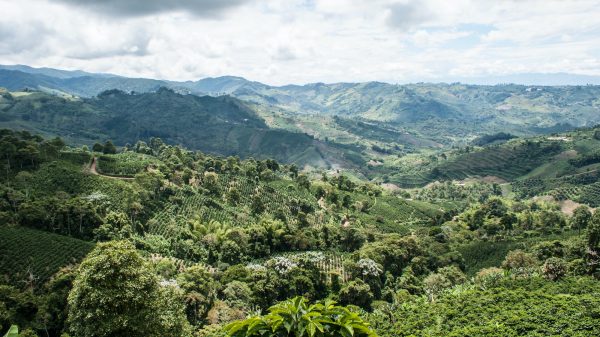 valley in colombia coffee region