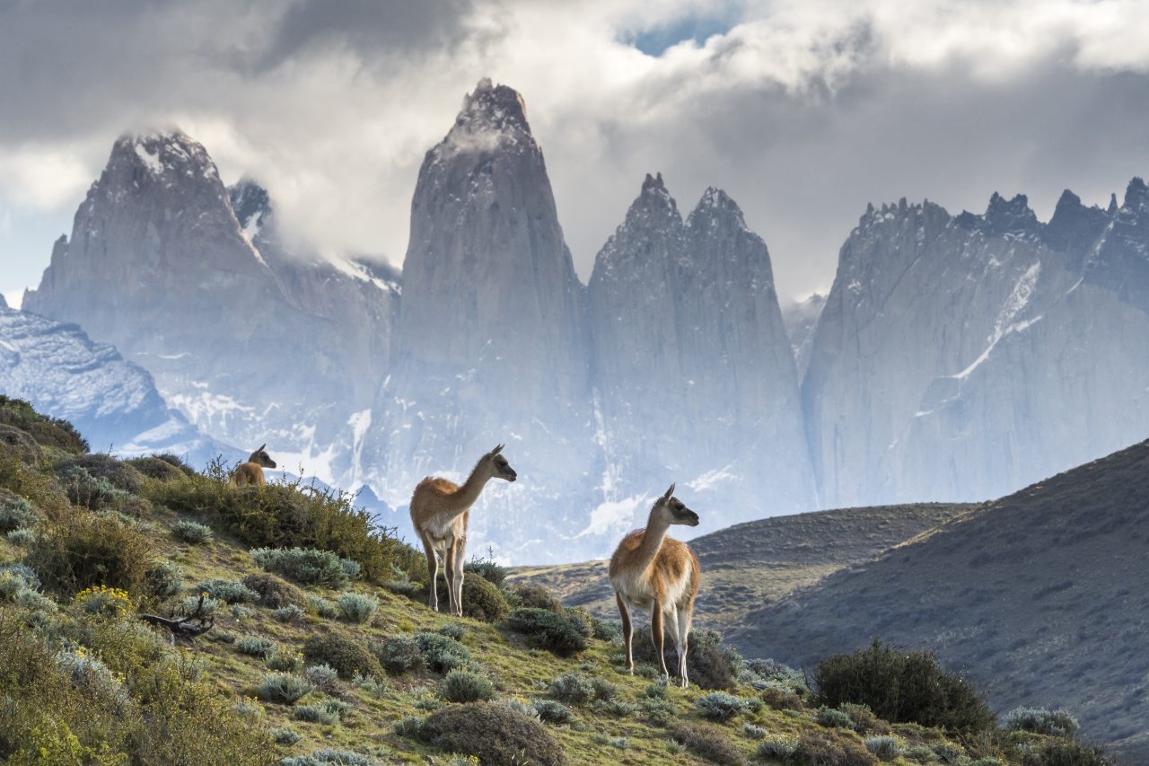guanacos in torres del paine chile