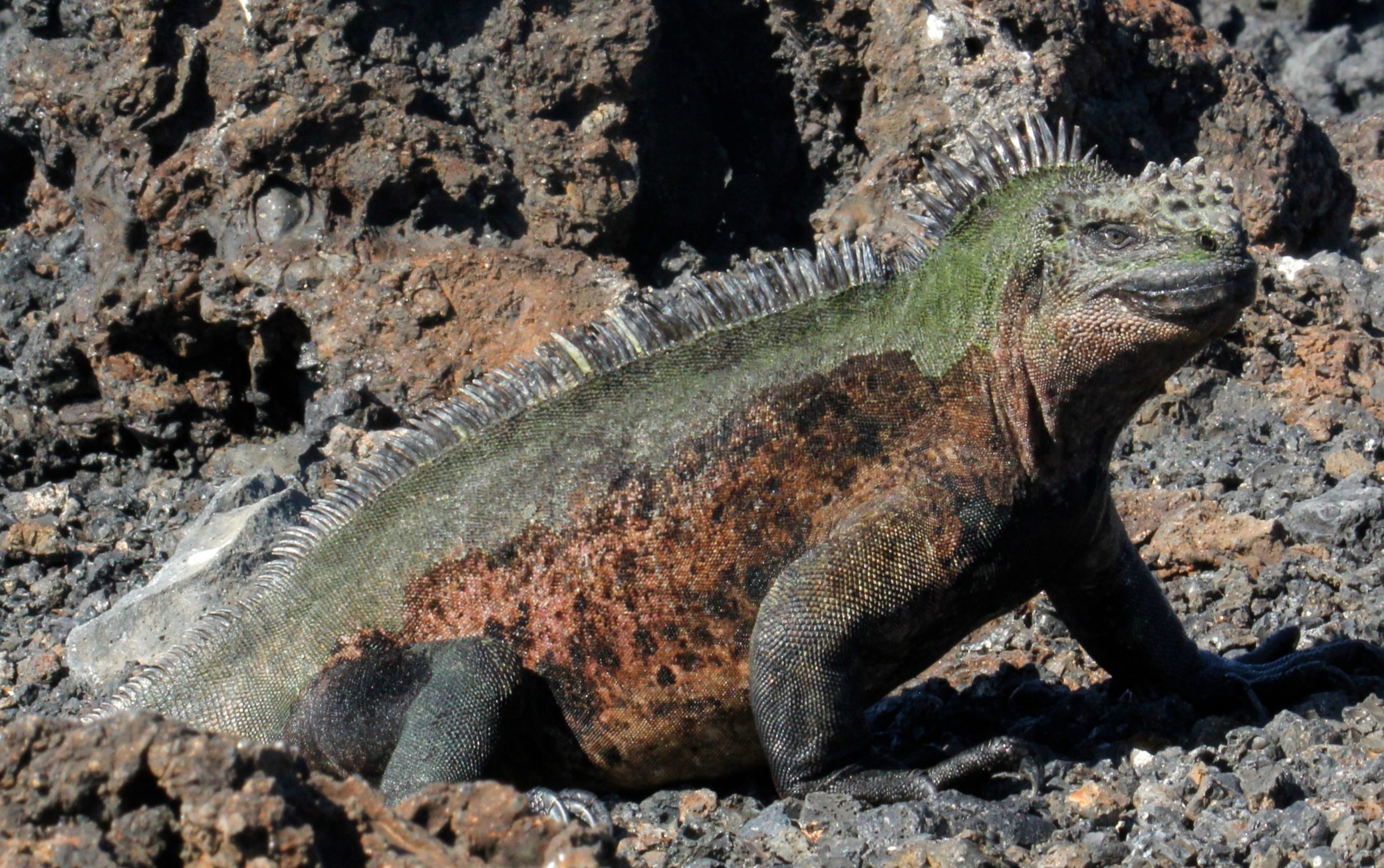 Marine Iguanas - Travel Just 4U