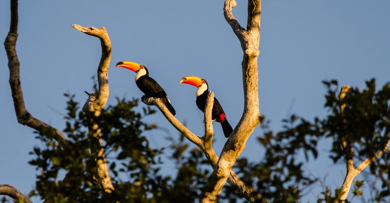 tucans in Pantanal