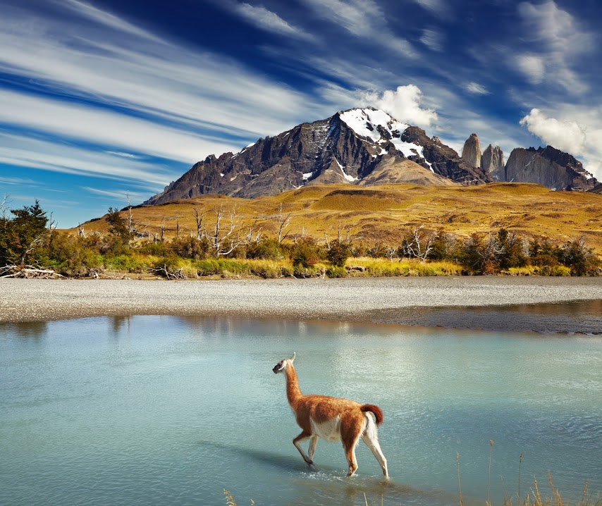 Guanaco at Torres del Paine National Park