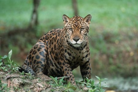 amazon jaguar in mud