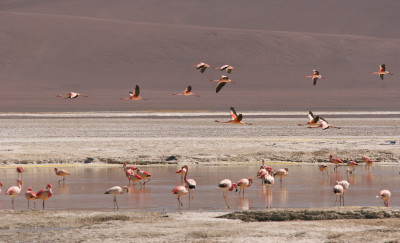 San_Pedro_de_Atacama_Flamingo