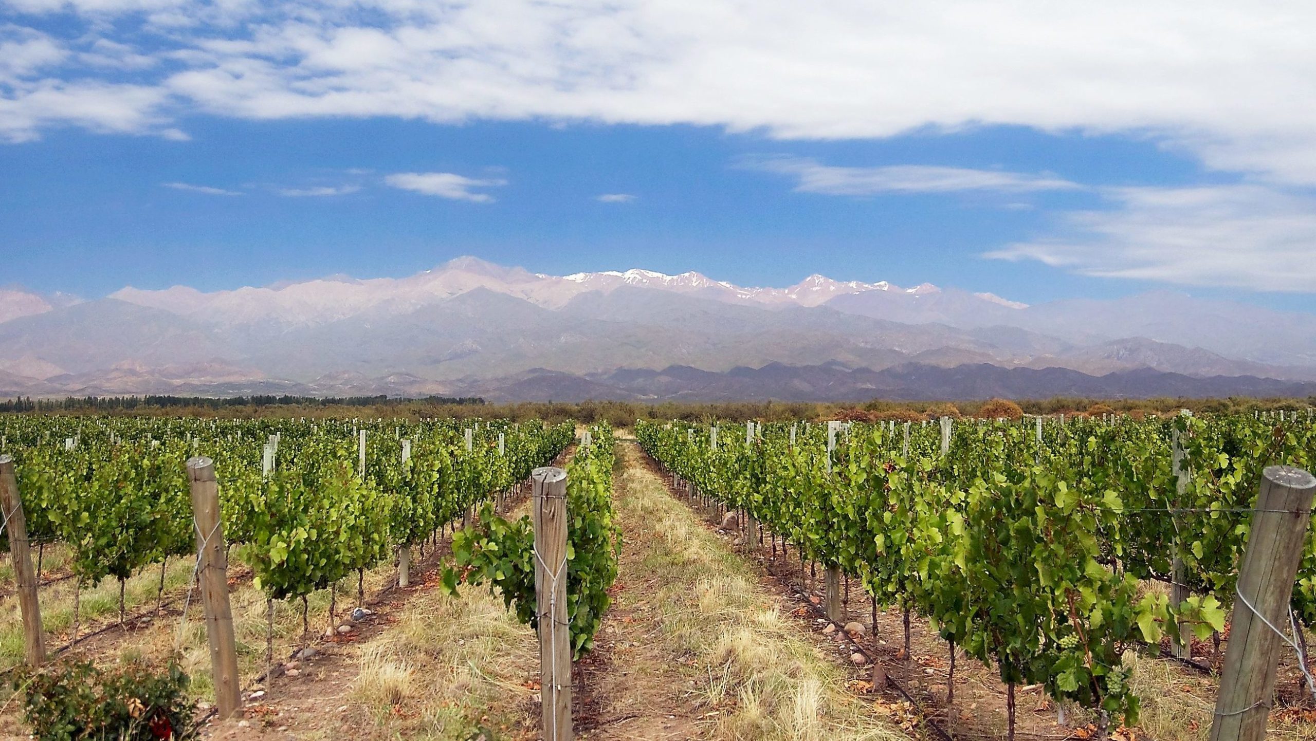 mendoza vineyard blue sky