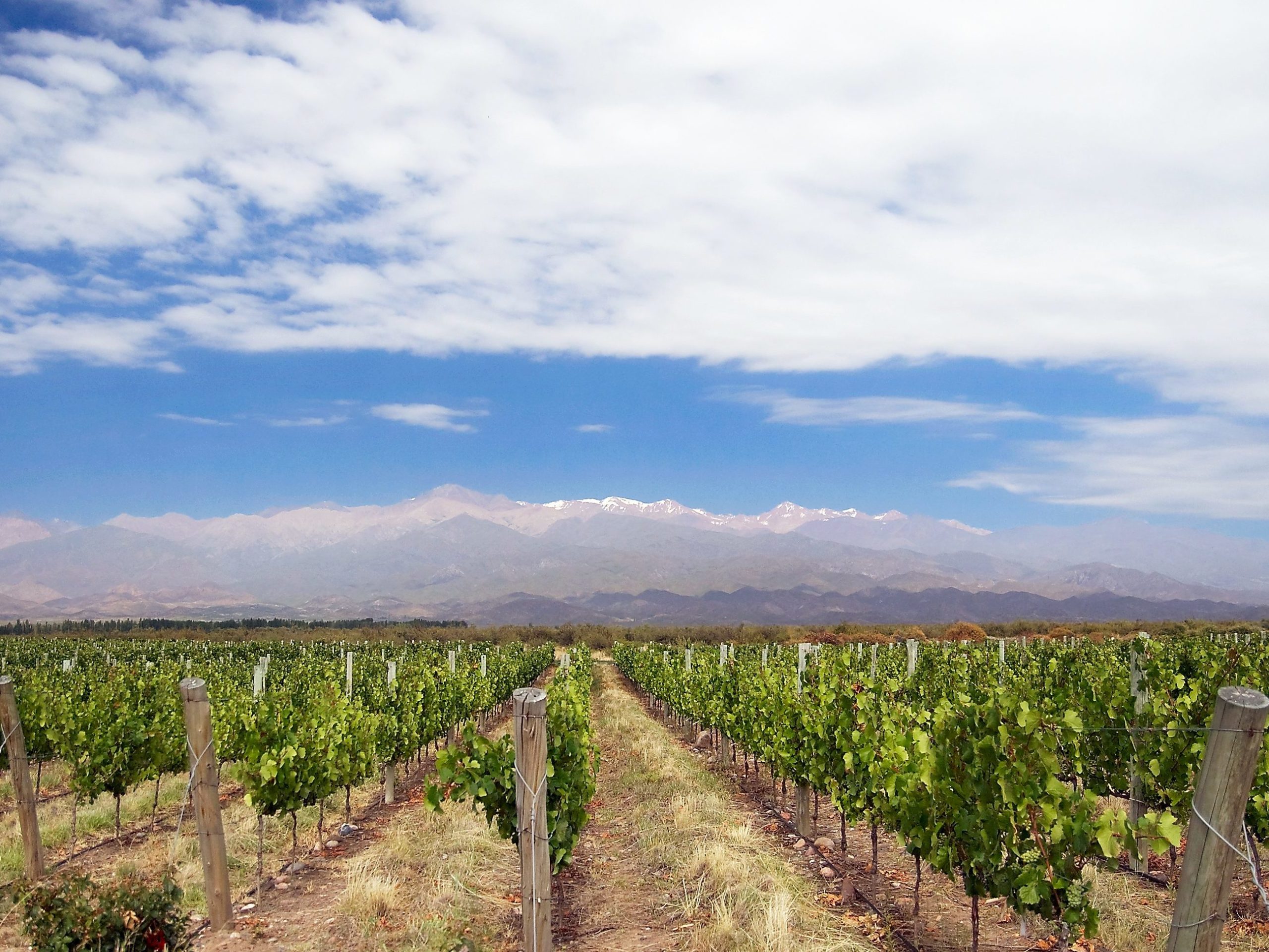 mendoza vineyard blue sky