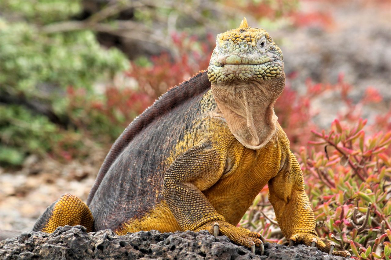 Yellow Land Iguanas - Travel Just 4U