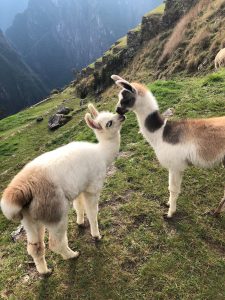 alpacas kissing at machu picchu