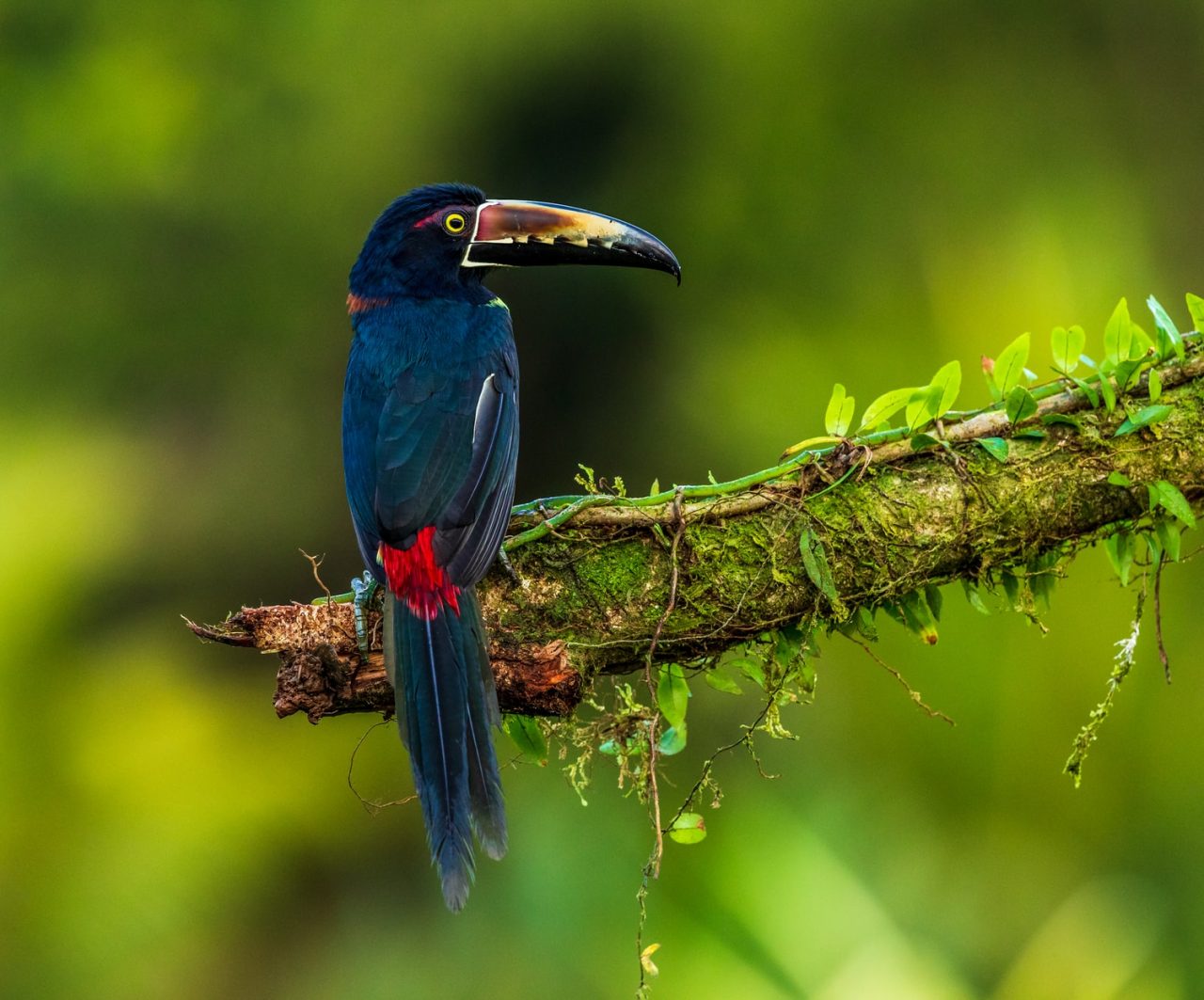 blue-bird-costa-rica-unsplash-travel-just-4u