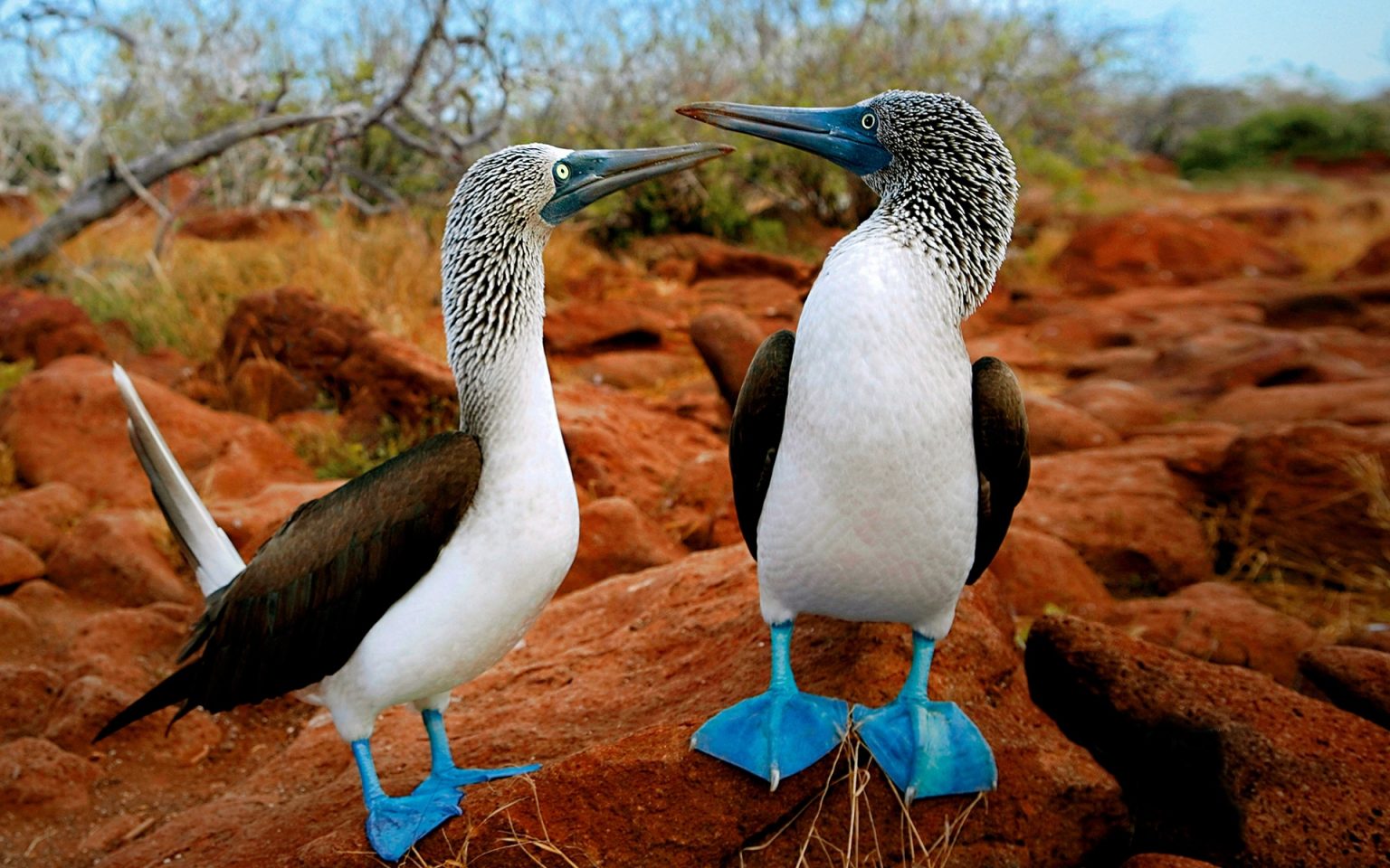 Blue Footed Booby Galapagos Islands Bird Sula Animals Travel Just 4U   Blue Footed Booby Galapagos Islands Bird Sula Animals 1536x960 