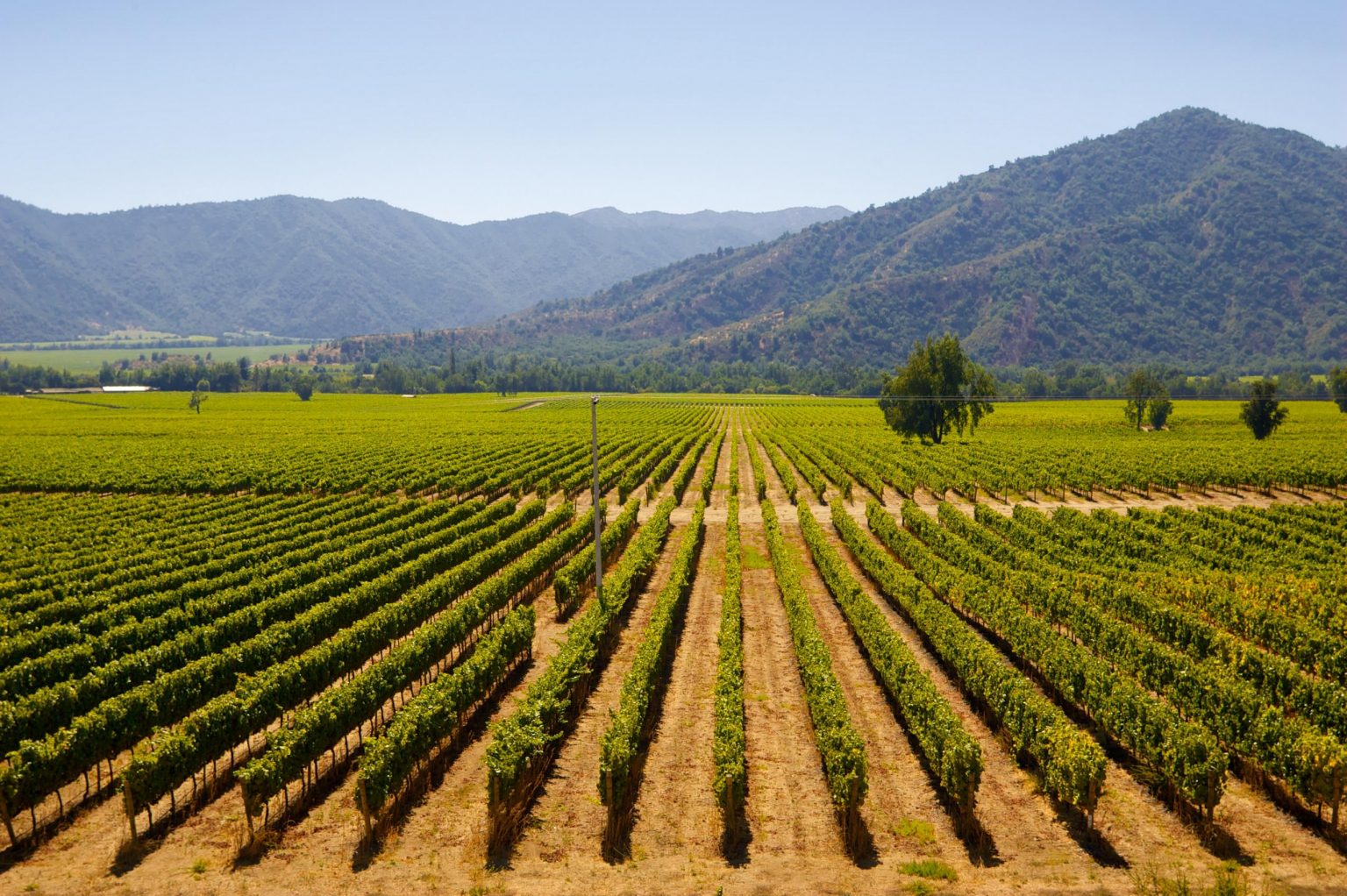 Chile's Central Valley - Explore Wineries & Valparaiso - Travel Just 4U