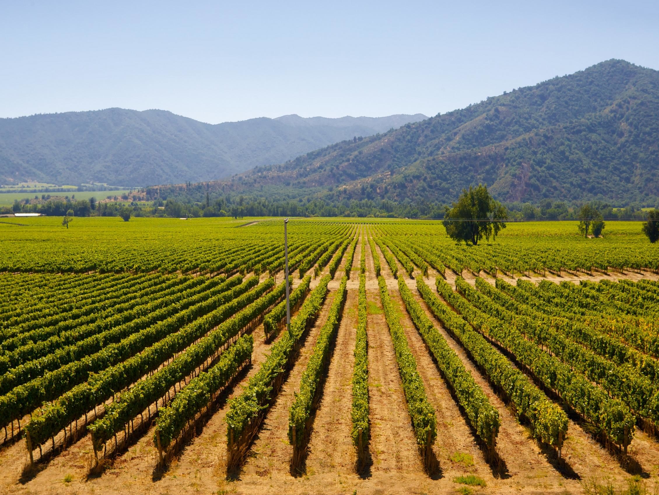 wineries in Chile's central valley