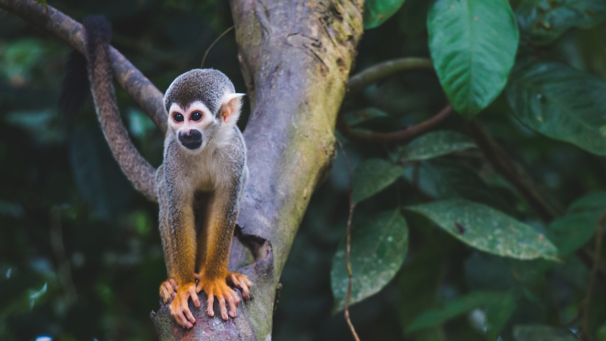 squirrel monkey colombia
