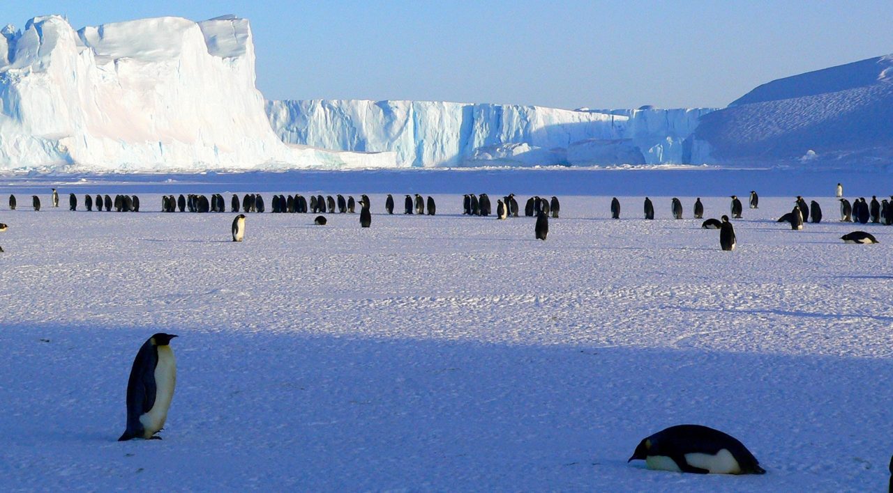 emperor-penguins-antarctica-aurora - Travel Just 4U