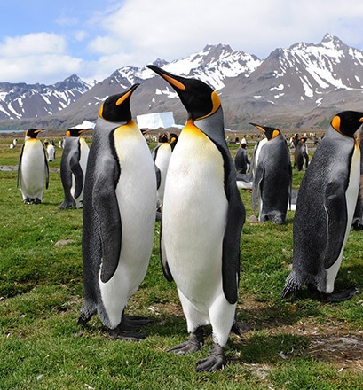 penguins South Sandwich islands