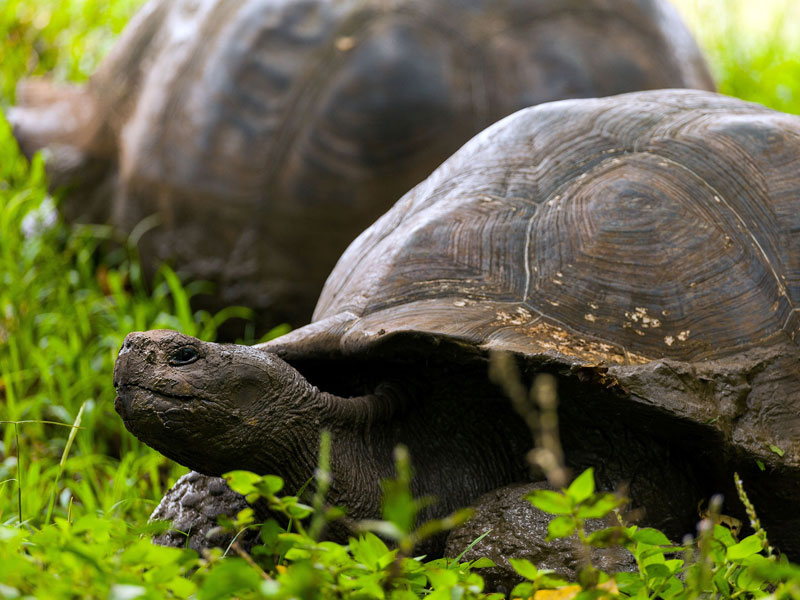 Yolita II - 4 Day Cruise South Galapagos - Travel Just 4U